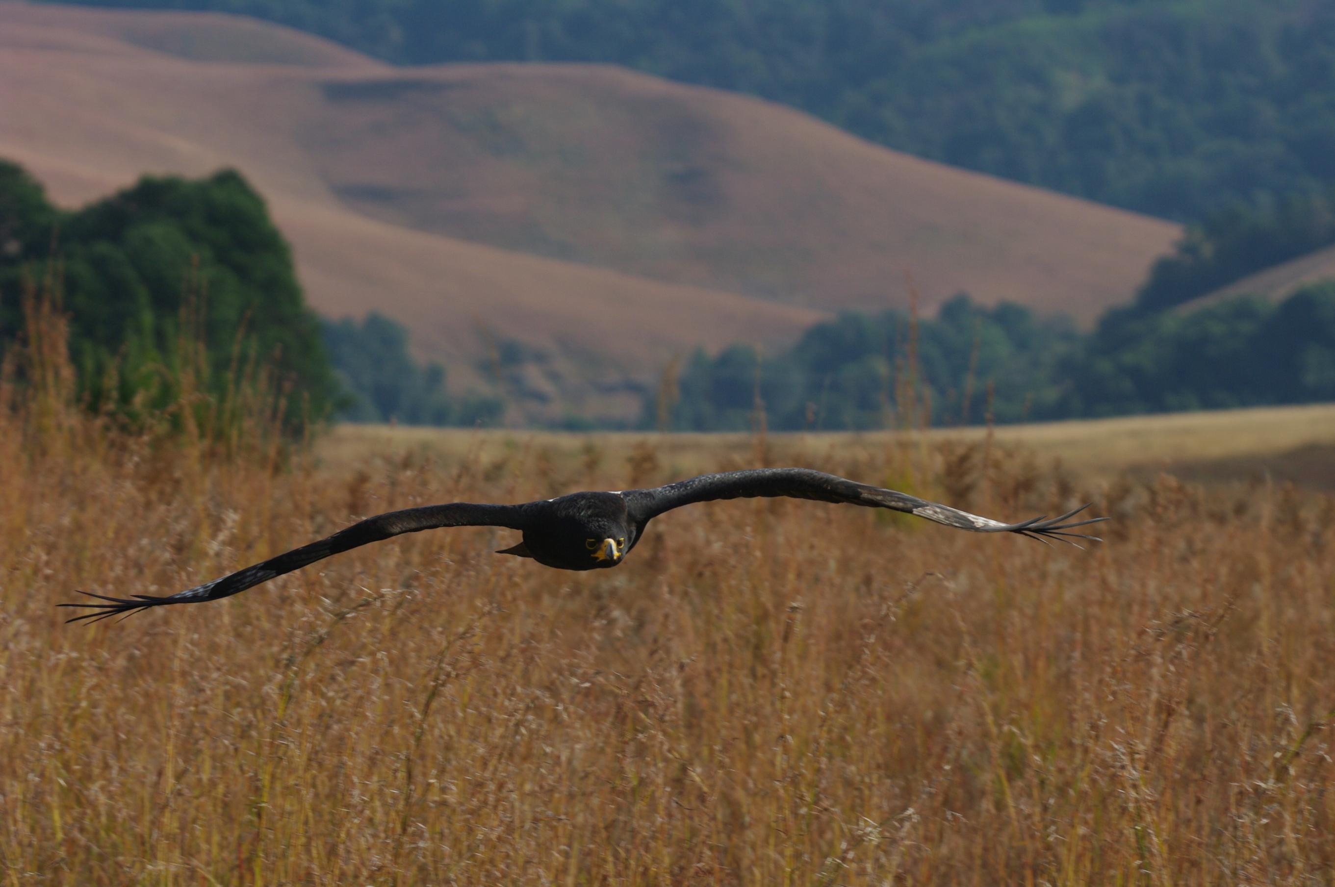 Endangered species 01