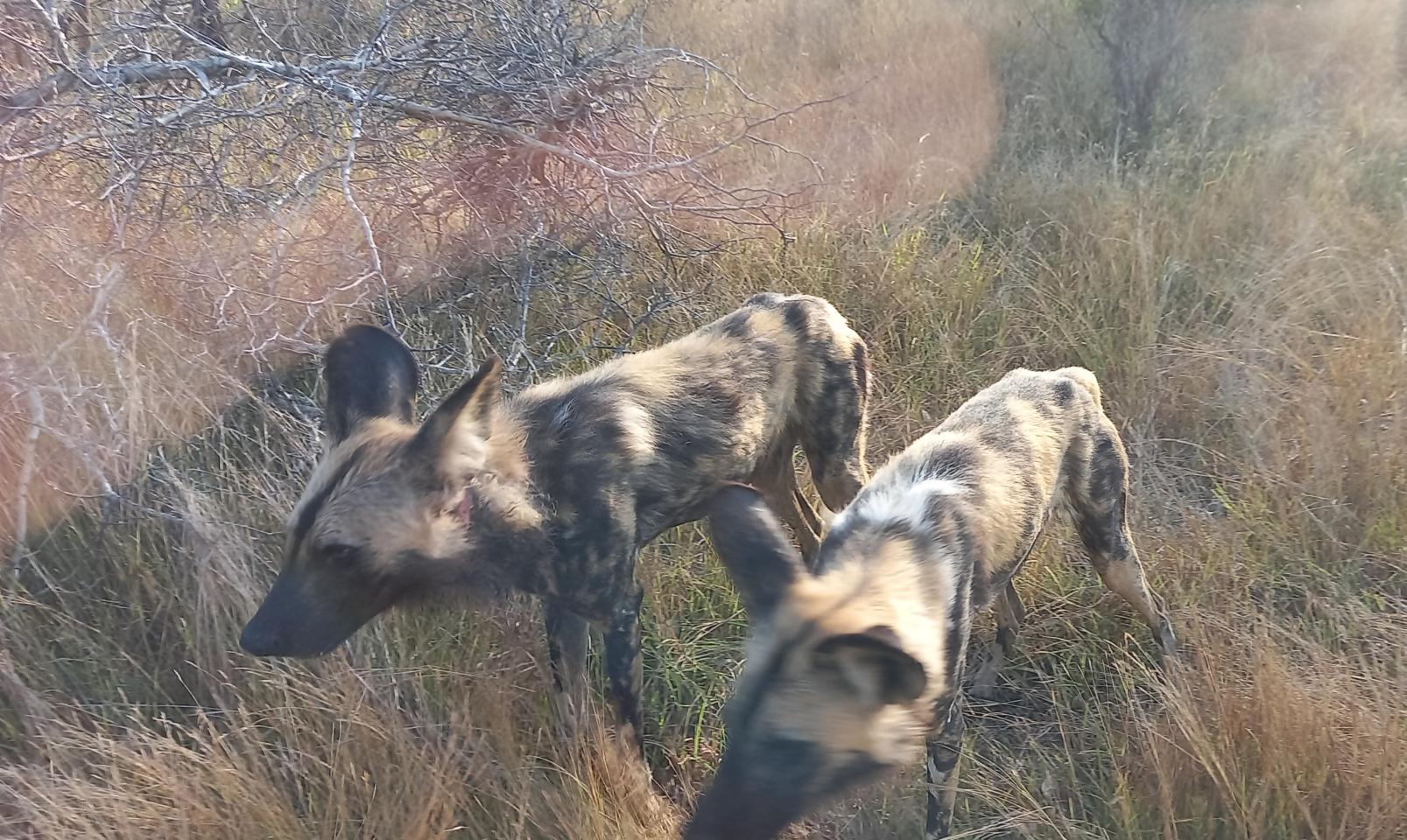 Endangered species 02