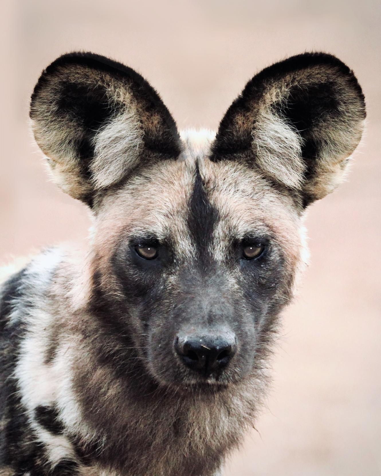 Endangered species 03