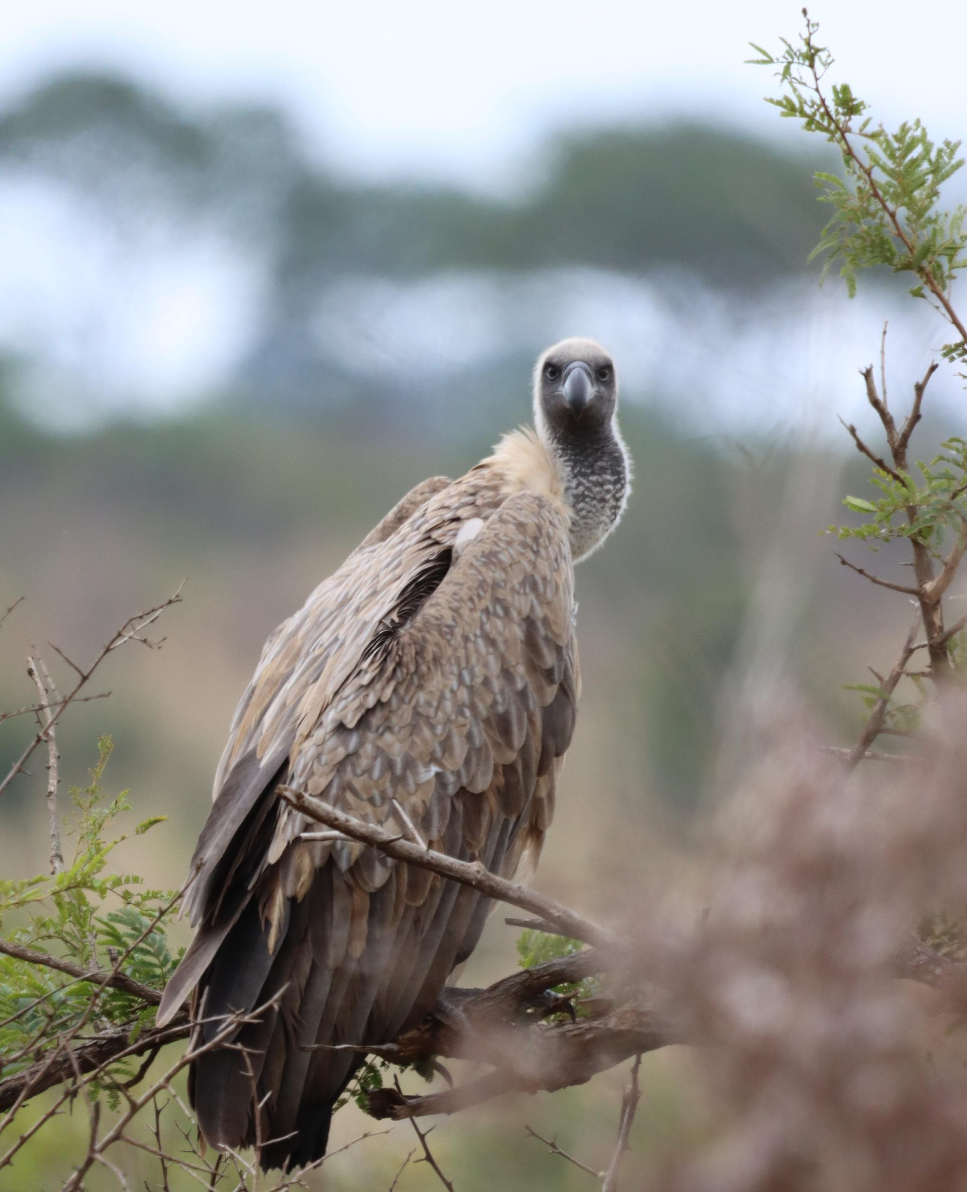 Endangered species 04