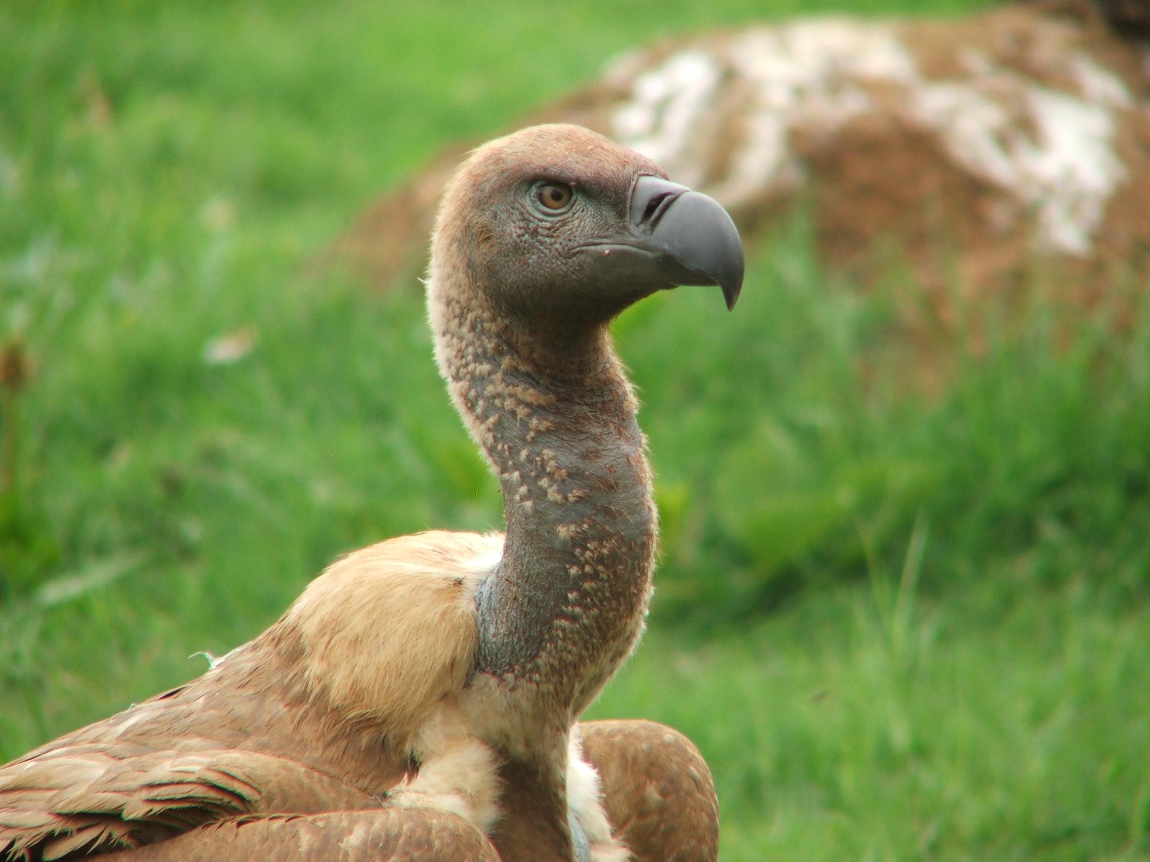 Endangered species 05