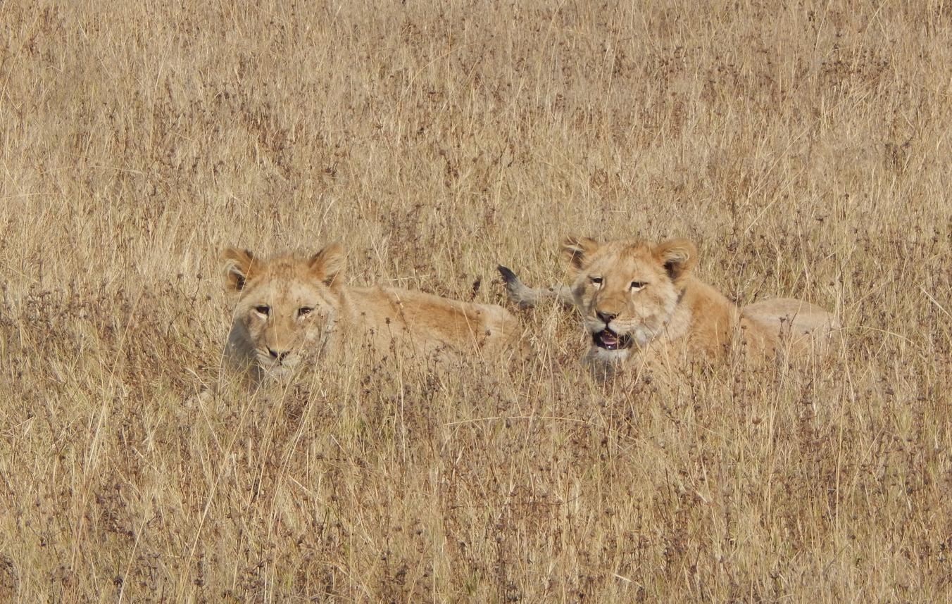 Endangered species 06