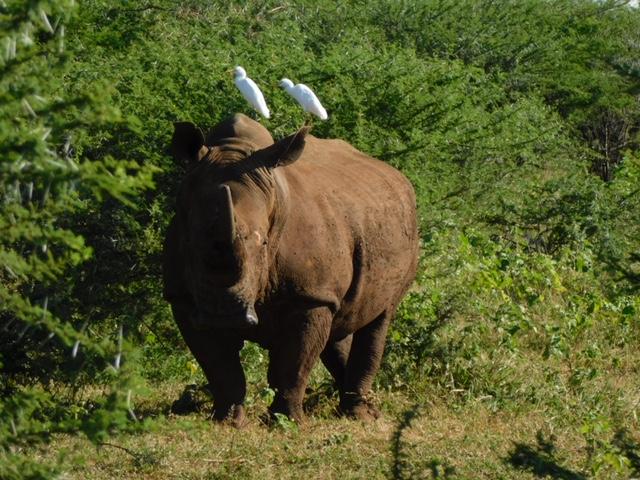 Endangered species 07