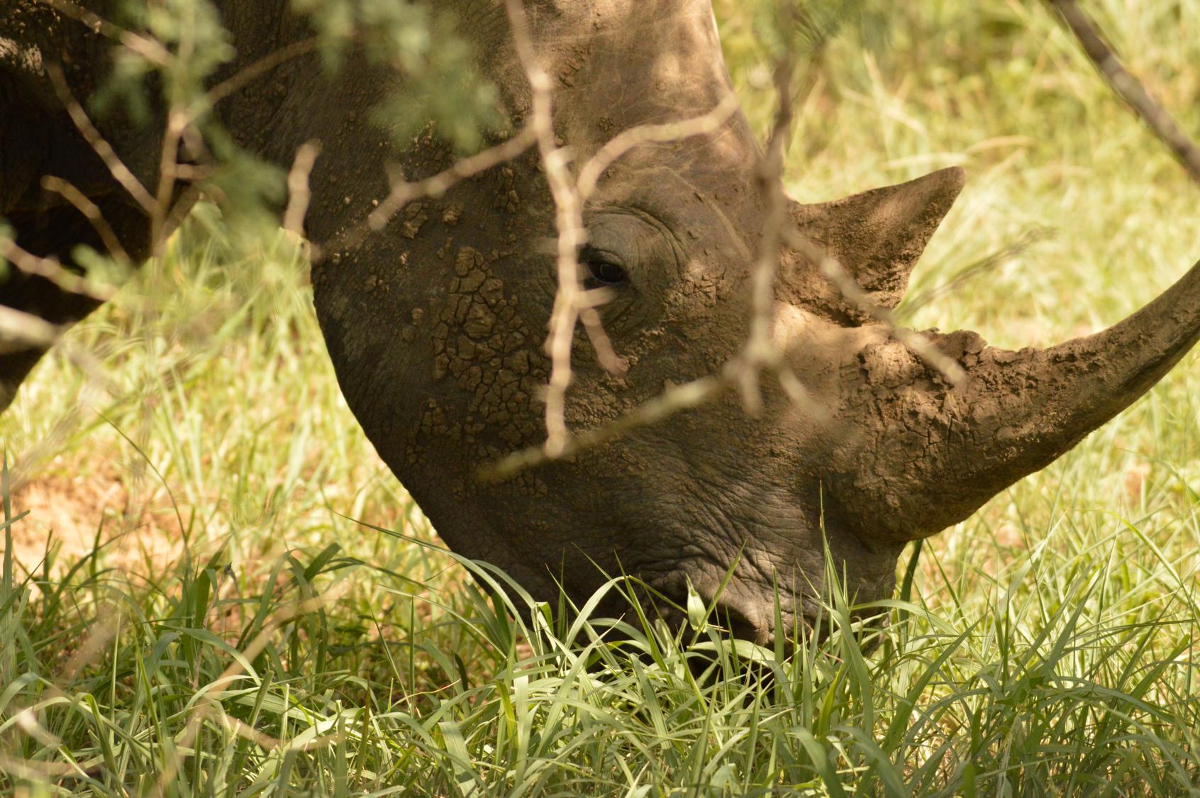 Endangered species 08