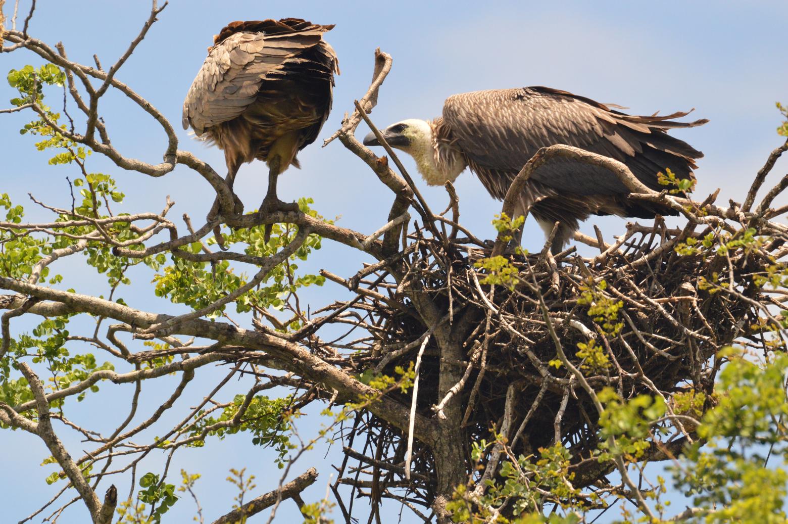 Endangered species 09