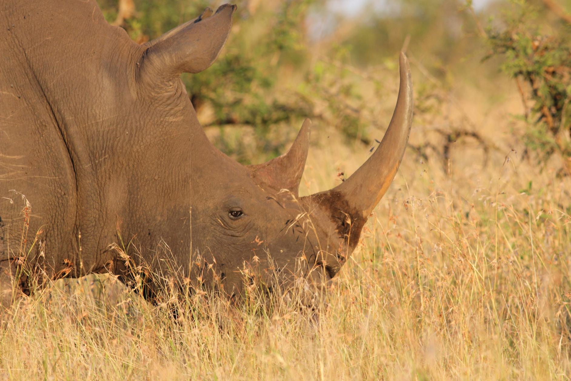 Endangered species 10