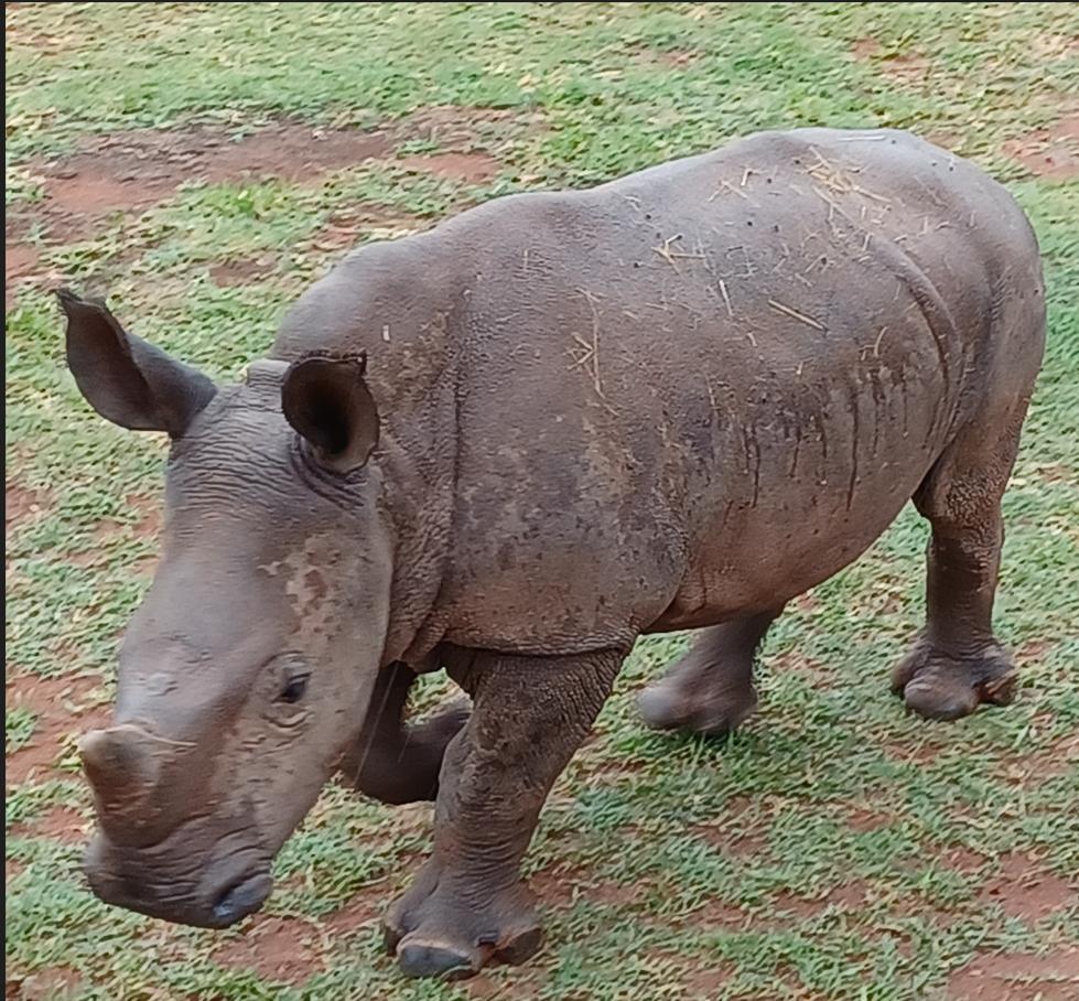 Endangered species 11