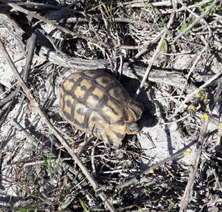 Endangered species 12